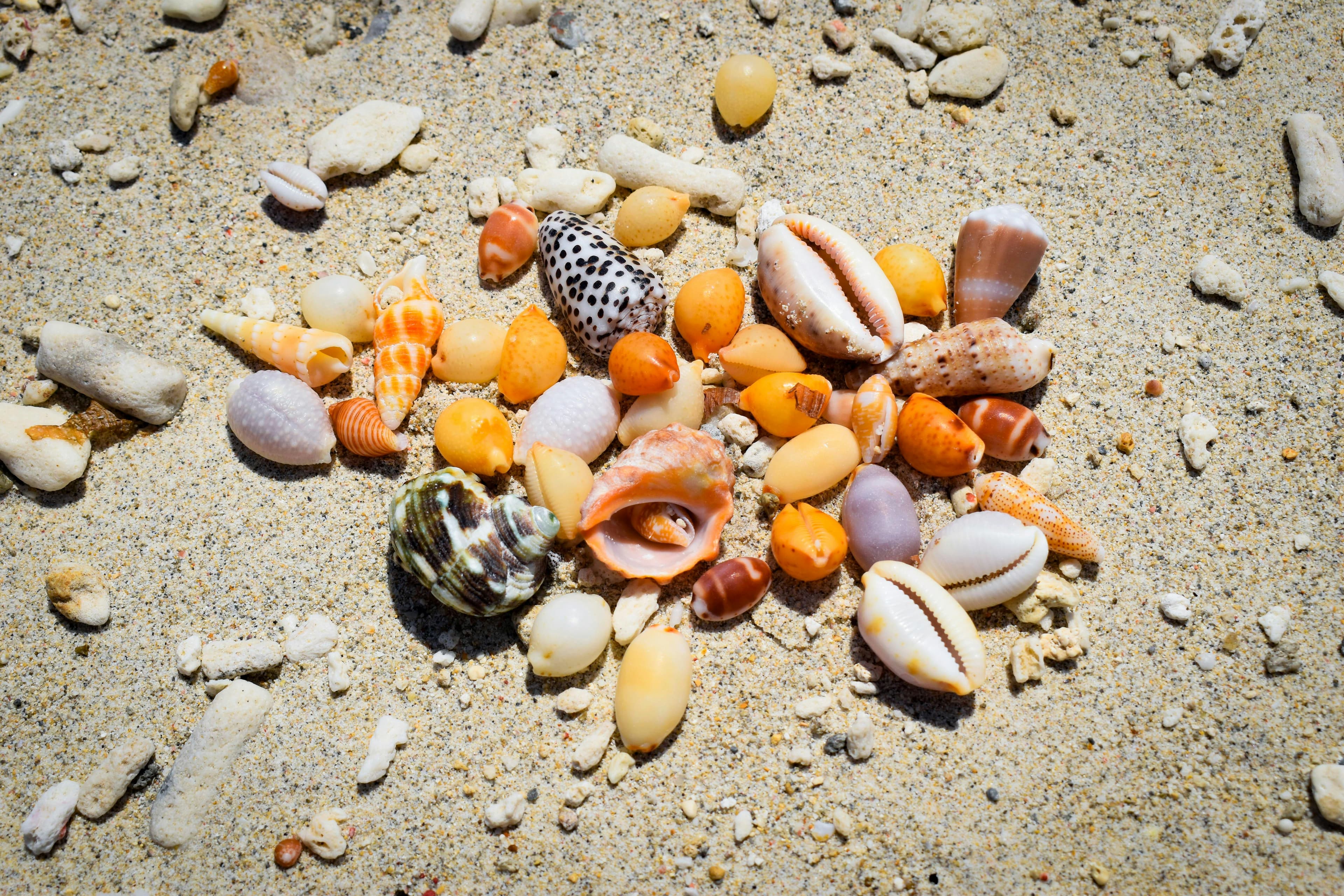 Best Shelling Beaches on the Gulf Coast (Ranked)