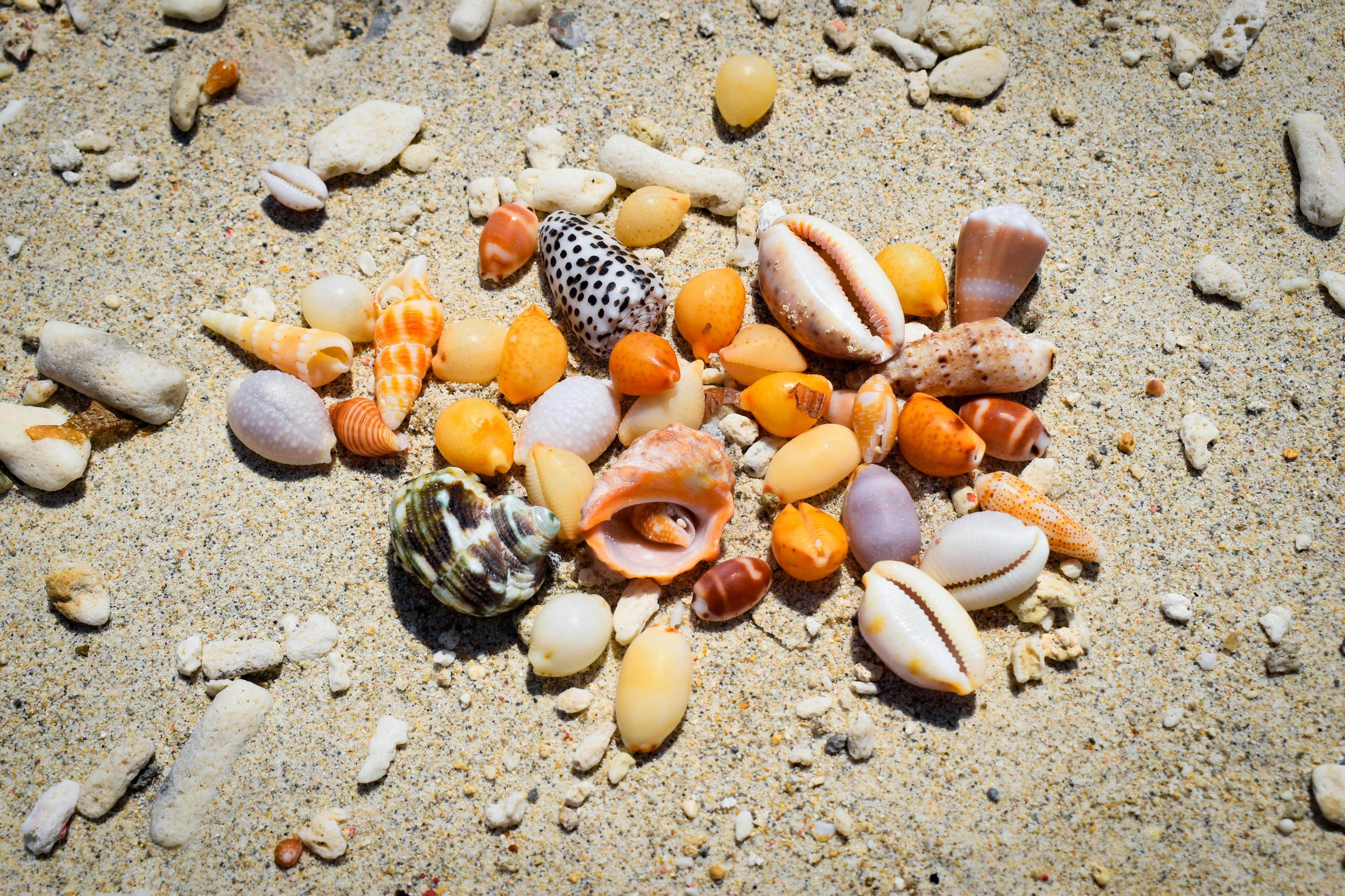 Best Shelling Beaches on the Gulf Coast (Ranked)